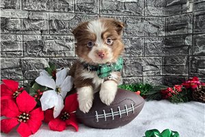 Apple - Miniature Australian Shepherd for sale