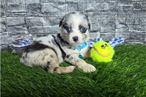 Issac - Miniature Australian Shepherd for sale