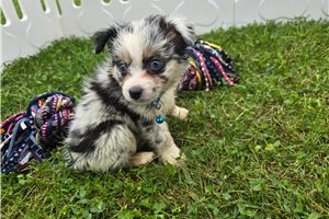 Issac - Miniature Australian Shepherd for sale