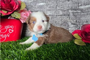 Ares - Miniature Australian Shepherd for sale