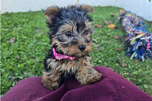 Kendall - Yorkie for sale