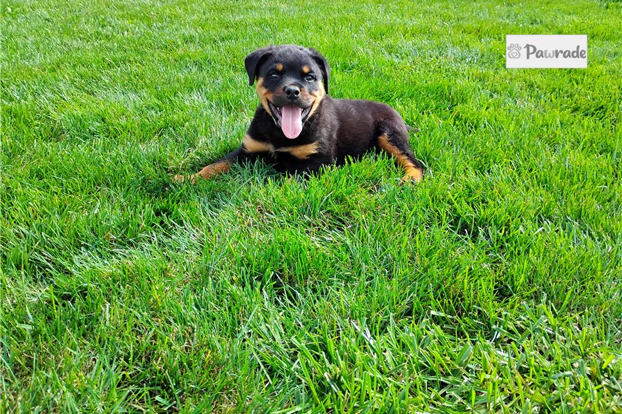 Porter, male Rottweiler puppy for sale