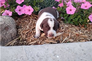 Maria - Mixed/Other for sale