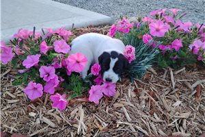 Mickey - puppy for sale