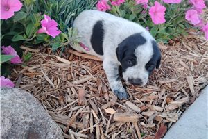 Matilda - Mixed/Other for sale
