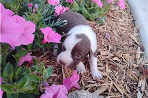 Matthew - puppy for sale