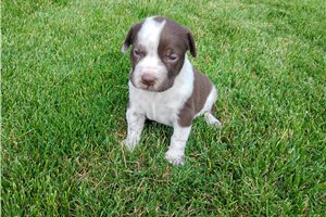 Matthew - Mixed/Other for sale