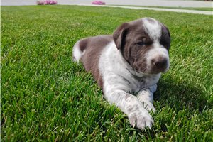 Maria - Mixed/Other for sale