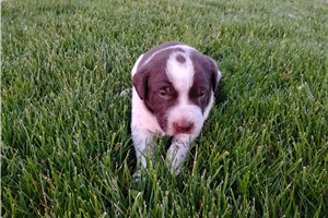 Maria - Mixed/Other for sale