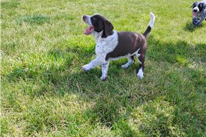 Maria - Mixed/Other for sale