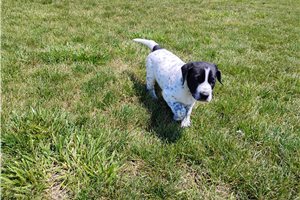 Mickey - Mixed/Other for sale