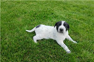 Mickey - Mixed/Other for sale
