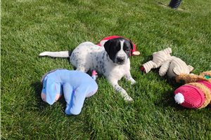 Mickey - Mixed/Other for sale