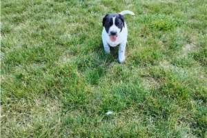 Mickey - Mixed/Other for sale