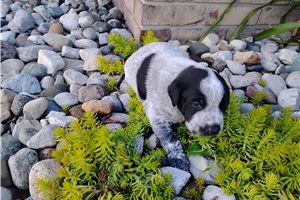 Matilda - Mixed/Other for sale