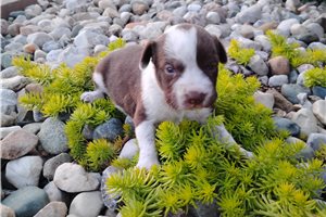 Matthew - Mixed/Other for sale