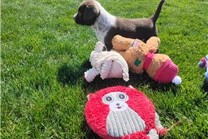 Matthew - Mixed/Other for sale