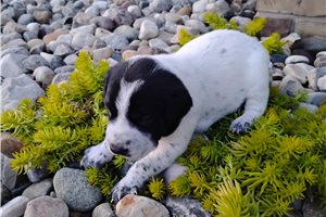 Mickey - Mixed/Other for sale