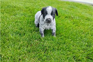 Matilda - Mixed/Other for sale