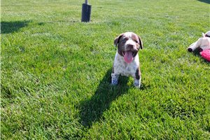 Matthew - Mixed/Other for sale