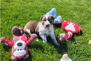 Maria - Mixed/Other for sale