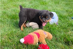 Panda - Rottweiler for sale