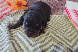 Pluto - puppy for sale