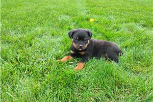Pluto - Rottweiler for sale