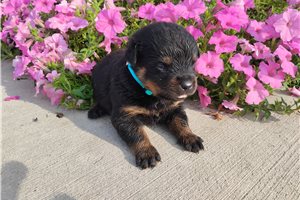 Pumpernickel - Rottweiler for sale