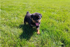 Pippa - Rottweiler for sale