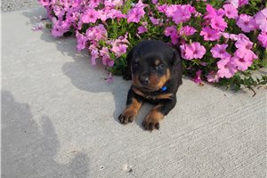 Picasso - Rottweiler for sale
