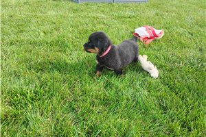 Paisley - Rottweiler for sale