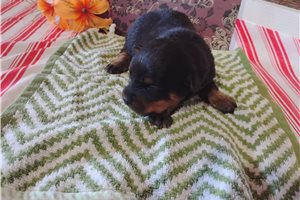 Pascal - puppy for sale
