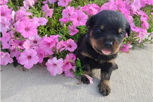Peter - Rottweiler for sale