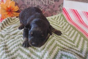 Peter - Rottweiler for sale