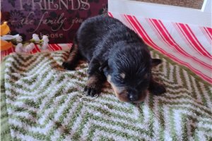 Pippa - puppy for sale