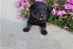 Pluto - Rottweiler for sale