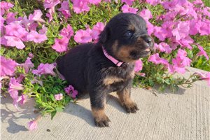 Paisley - Rottweiler for sale