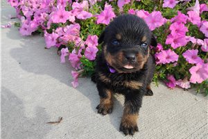 Panda - Rottweiler for sale