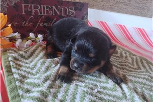 Panda - Rottweiler for sale