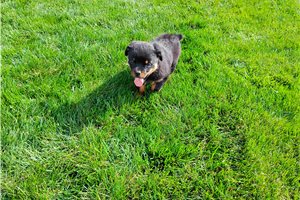 Paisley - Rottweiler for sale