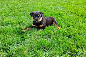 Porter - puppy for sale