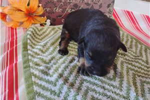 Porter - puppy for sale