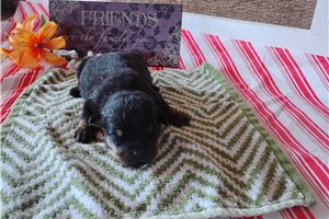 Paisley - puppy for sale