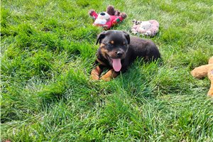 Pluto - Rottweiler for sale