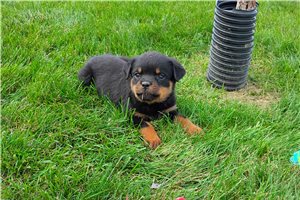 Paisley - Rottweiler for sale