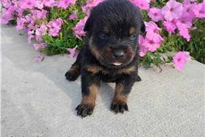 Penelope - Rottweiler for sale