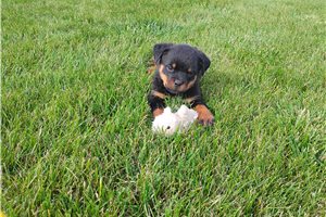 Paisley - Rottweiler for sale