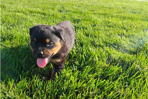 Porter - Rottweiler for sale