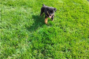 Paisley - Rottweiler for sale